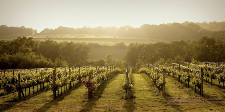 bluebell vineyard header image 768x384