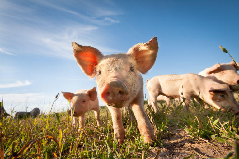 Small pig