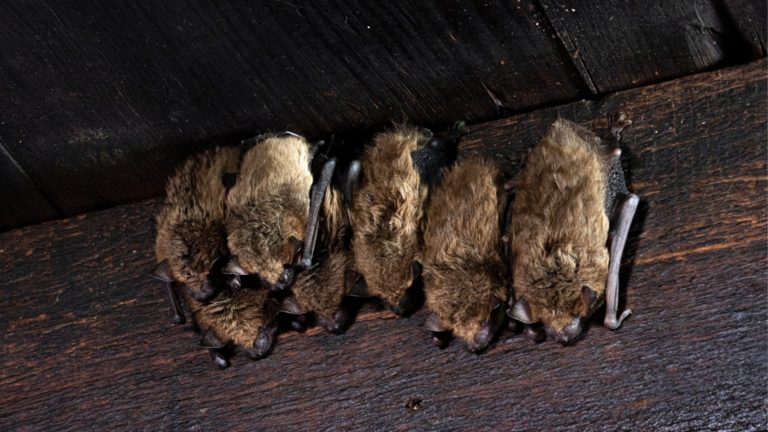 174852856 2229965570468646 898013502780331537 n 1 768x432