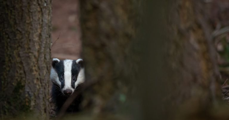 badger watching 768x402