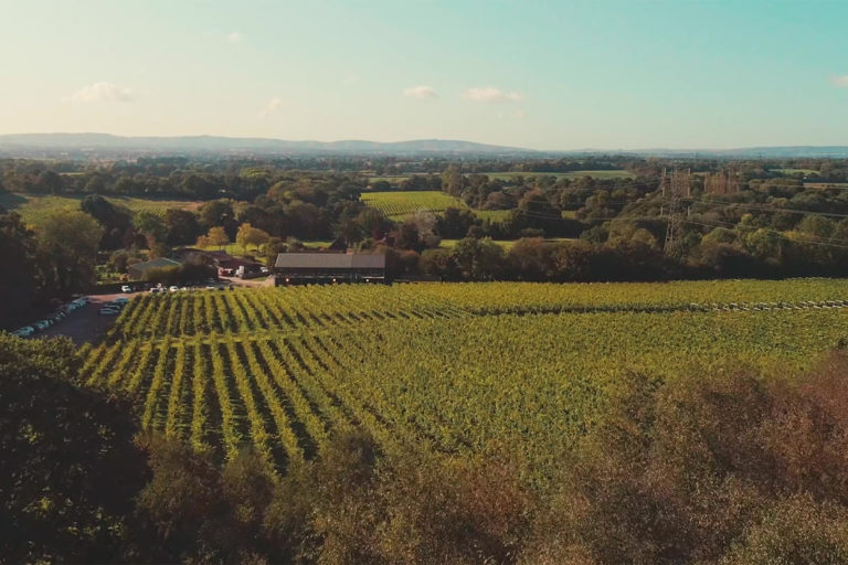 bolney wine estate 768x512