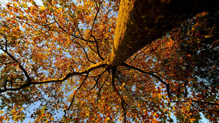 Forest Bathing Workshop 768x432