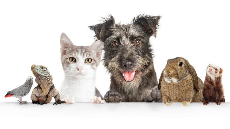 Domestic Pets Hanging Over White Website Banner