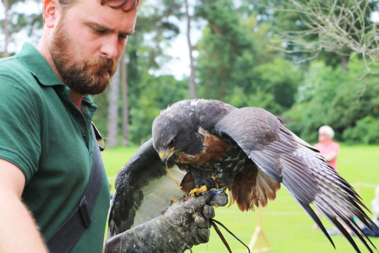 a little bit about Hever Castle Falconry Displays 768x512