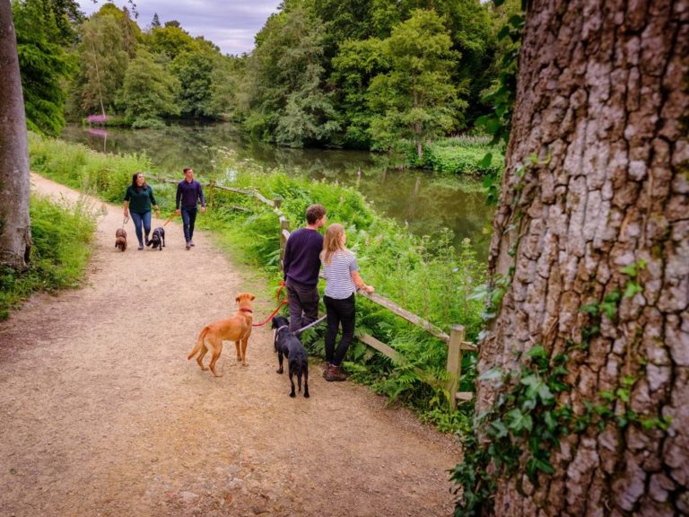 a little bit about dog walking wakehurst 768x576