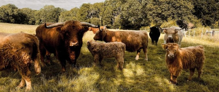 a little bit about goodtrees farm 768x323