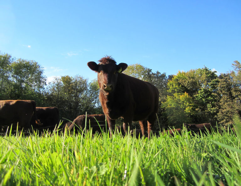 hoopers farm the best of east grinstead 768x591