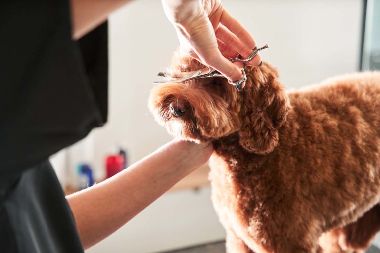 Professional groomer handle with pets Professional groomer handle with pets