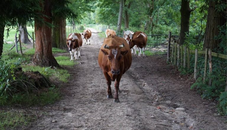 Plaw Hatch Farm Sharpthorne 768x439